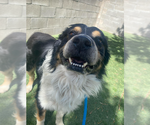 Small #1 Australian Mountain Dog