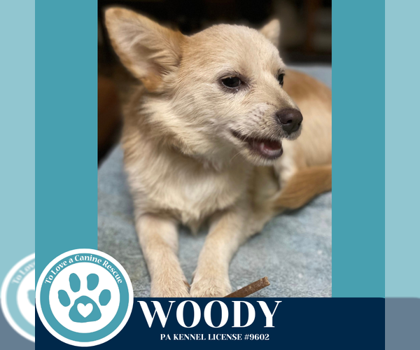 Medium Photo #3 Chiranian Puppy For Sale in Kimberton, PA, USA