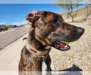 Plott Hound Dogs for adoption in Chandler, AZ, USA