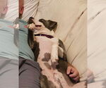 Small #10 American Staffordshire Terrier