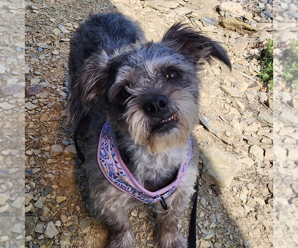 Medium Photo #2 Mutt Puppy For Sale in Walnutport, PA, USA