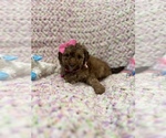 Small Photo #6 Maltipoo Puppy For Sale in VALLEY CENTER, CA, USA