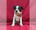 Small Photo #2 Boston Terrier Puppy For Sale in NARVON, PA, USA