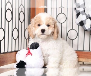 Poochon Puppy for sale in NAPLES, FL, USA