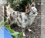 Small Photo #1 Chihuahua Puppy For Sale in NEWVILLE, PA, USA