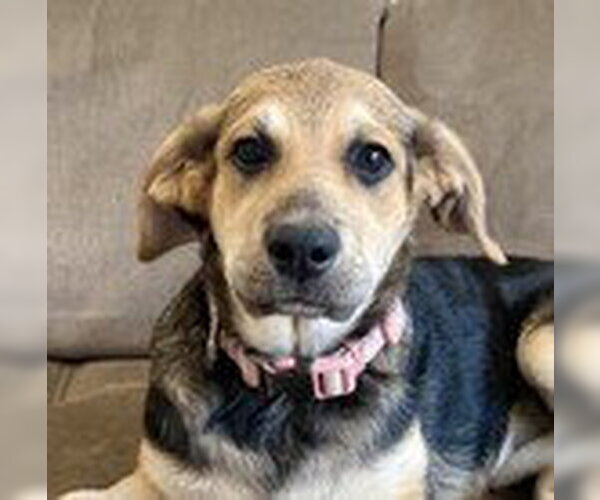 Medium Photo #4 Labrador Retriever-Unknown Mix Puppy For Sale in Fremont, CA, USA
