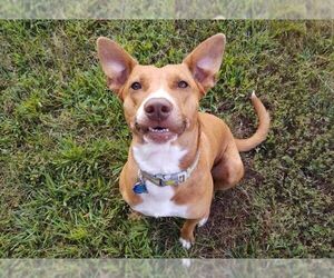 Carolina Dog-Unknown Mix Dogs for adoption in Greenville, SC, USA