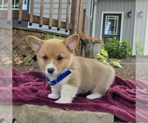 Pembroke Welsh Corgi Puppy for sale in LANDISBURG, PA, USA