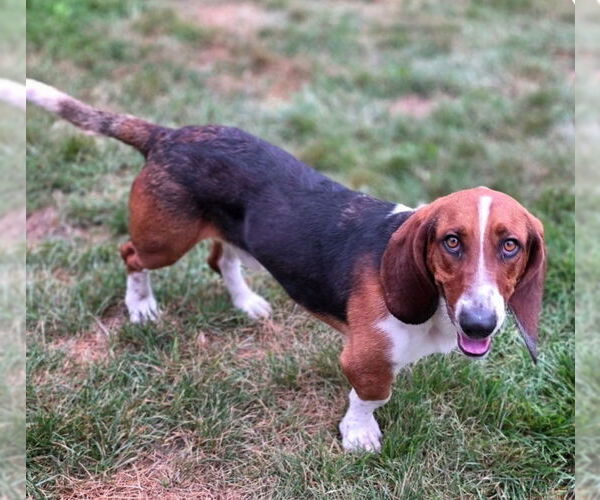 Medium Photo #3 Basset Hound Puppy For Sale in Brookville, OH, USA