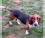 Small #2 Basset Hound