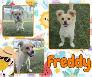 Chihuahua-Unknown Mix Dogs for adoption in Pearland, TX, USA