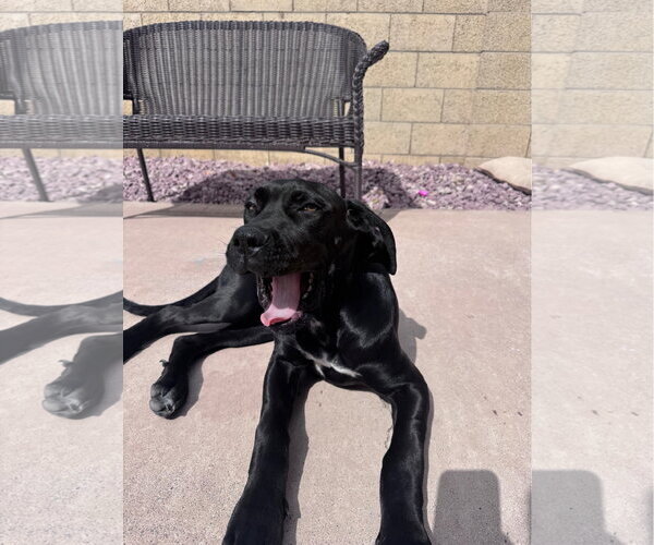 Medium Photo #2 Great Dane Puppy For Sale in Goodyear, AZ, USA