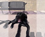 Small #1 Great Dane
