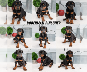 Doberman Pinscher Litter for sale in GOSHEN, IN, USA