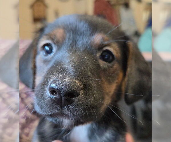 Medium Photo #1 Mutt Puppy For Sale in St. Augustine, FL, USA