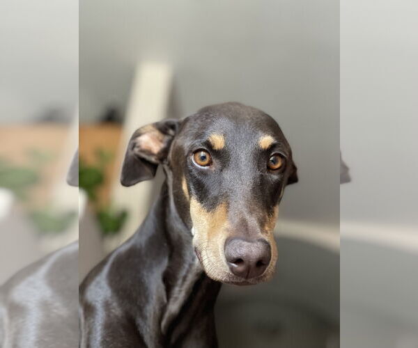 Medium Photo #2 Doberman Pinscher Puppy For Sale in Chandler, AZ, USA