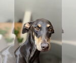 Small #1 Doberman Pinscher