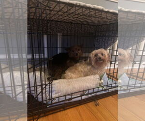 Mutt Dogs for adoption in Stephens City, VA, USA
