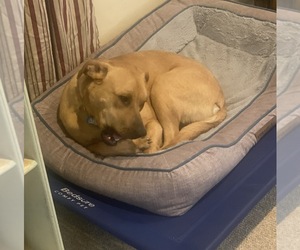 Catahoula Leopard Dog-Labrador Retriever Mix Puppy for sale in MERIDEN, CT, USA