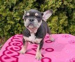 Small Photo #6 French Bulldog Puppy For Sale in GOSHEN, IN, USA