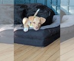 Small #1 Mutt