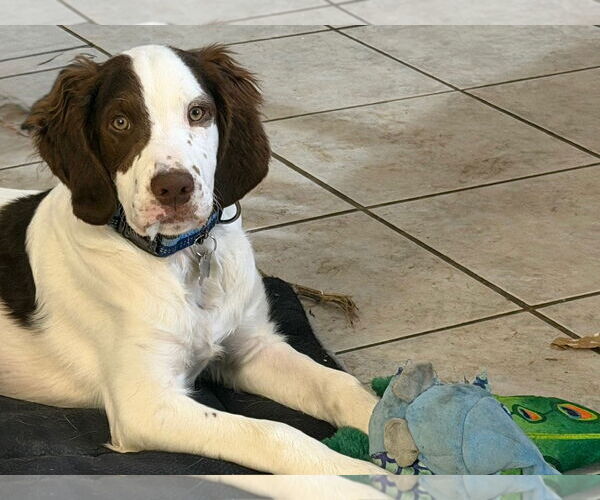 Medium Photo #1 Brittany Puppy For Sale in Curwensville, PA, USA