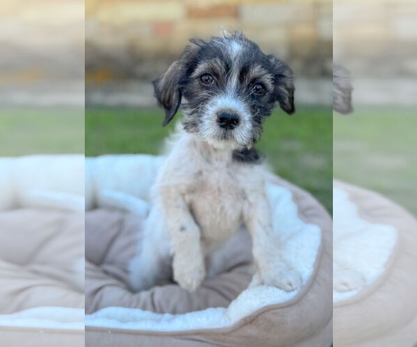 Medium Photo #6 Mutt Puppy For Sale in PIPE CREEK, TX, USA