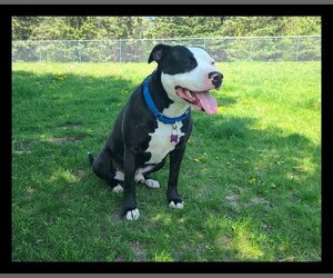 American Pit Bull Terrier-Unknown Mix Dogs for adoption in Crystal, MN, USA