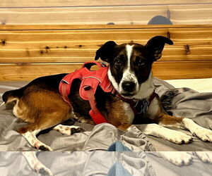 Medium Beagle Mix
