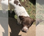 Small Photo #21 German Shorthaired Pointer Puppy For Sale in AMARILLO, TX, USA