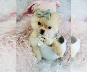 Pomeranian Puppy for sale in LANCASTER, PA, USA