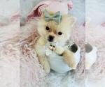 Small Pomeranian