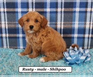 Poodle (Miniature)-ShihPoo Mix Puppy for sale in HOPKINSVILLE, KY, USA