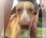 Small #1 Labrador Retriever Mix