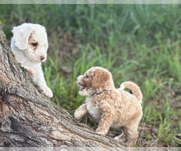 Medium Photo #6 Goldendoodle (Miniature) Puppy For Sale in SAINT MARYS, KS, USA