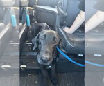 Small Great Dane