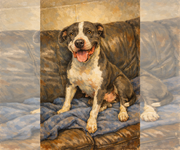 Medium Photo #5 American Pit Bull Terrier-Unknown Mix Puppy For Sale in North Myrtle Beach, SC, USA