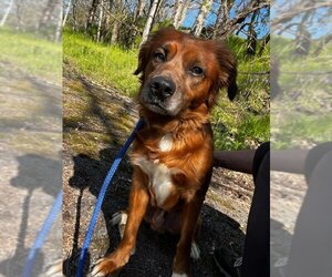 Spaniel-Unknown Mix Dogs for adoption in Fairfax, VA, USA