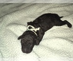 Small Photo #2 Labradoodle Puppy For Sale in TRYON, NC, USA