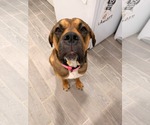 Small Mastiff Mix