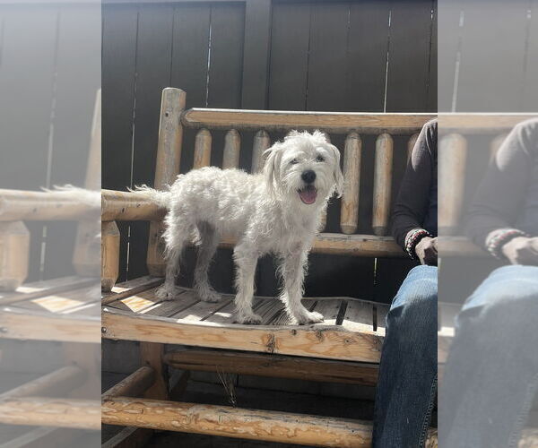 Medium Photo #4 Maltese-Unknown Mix Puppy For Sale in San Bernardino, CA, USA