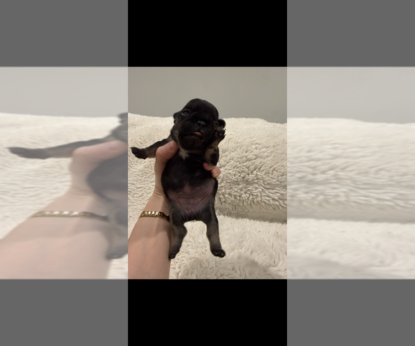 Medium Photo #9 French Bulldog Puppy For Sale in KALISPELL, MT, USA