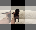 Small Photo #9 French Bulldog Puppy For Sale in KALISPELL, MT, USA