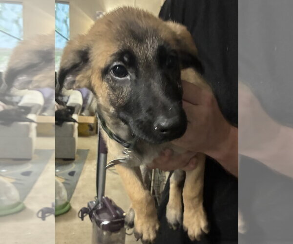 Medium Photo #3 Mutt Puppy For Sale in Holly Springs, NC, USA