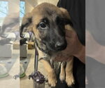Small #2 Mutt