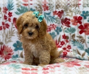 Cockapoo Puppy for sale in LAKELAND, FL, USA