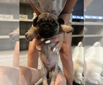 Puppy Jack Pug