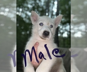 Siberian Husky Puppy for sale in WILLIAMSBURG, VA, USA