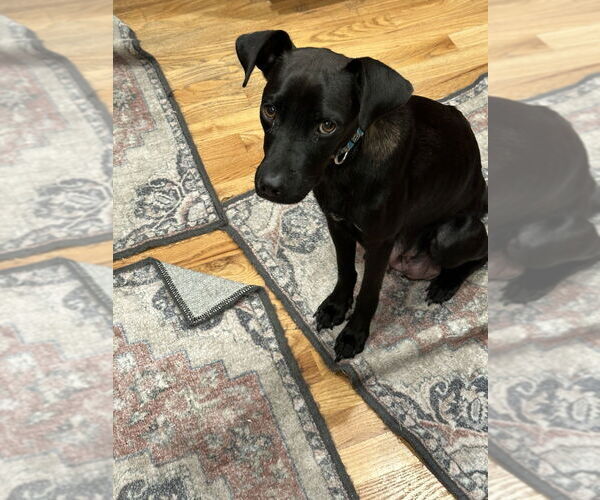 Medium Photo #3 Chihuahua-Labrador Retriever Mix Puppy For Sale in Lakewood, CO, USA