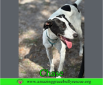 Small #3 Greyhound-Jack Russell Terrier Mix